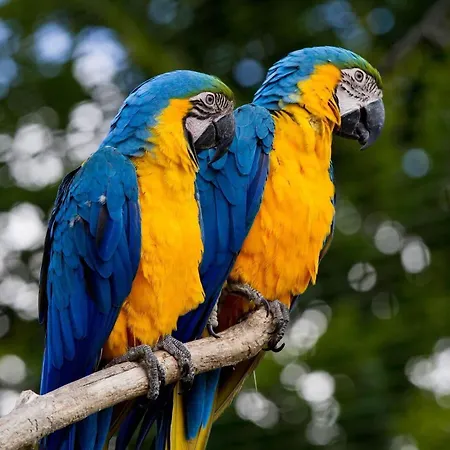 호텔 Arrayanes Playa