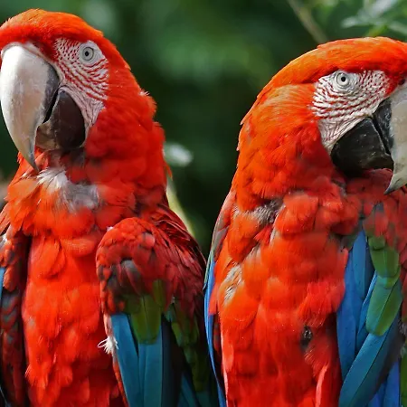 ホテル Arrayanes Playa