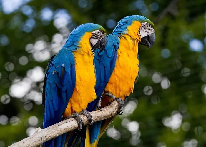 מלון Arrayanes Playa