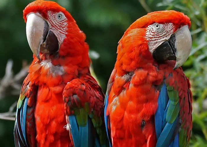 מלון Arrayanes Playa